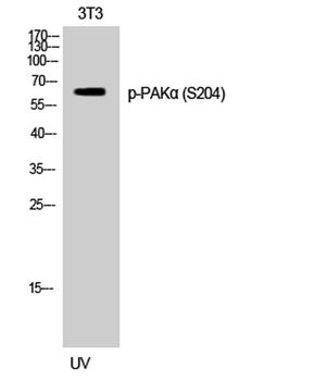 PAKα (phospho Ser204) rabbit pAb Antibody