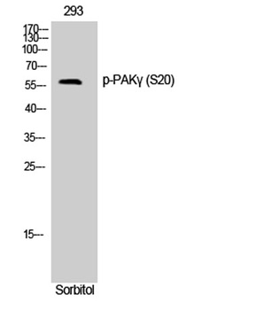 PAKγ (phospho Ser20) rabbit pAb Antibody