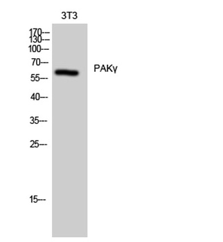 PAKγ rabbit pAb Antibody