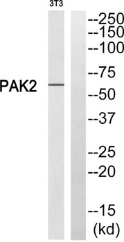 PAKγ rabbit pAb Antibody