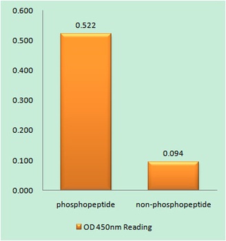 Parkin (phospho Ser131) rabbit pAb Antibody