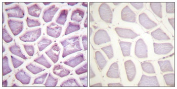 Parkin (phospho Ser131) rabbit pAb Antibody