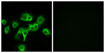 CDO rabbit pAb Antibody