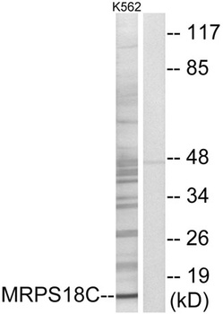 MRP-S18C rabbit pAb Antibody