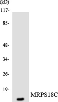 MRP-S18C rabbit pAb Antibody