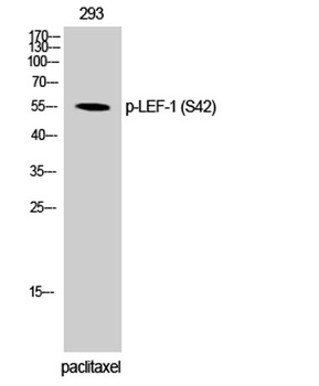 LEF-1 (phospho Ser42) rabbit pAb Antibody