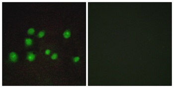 Elongin A2/3 rabbit pAb Antibody