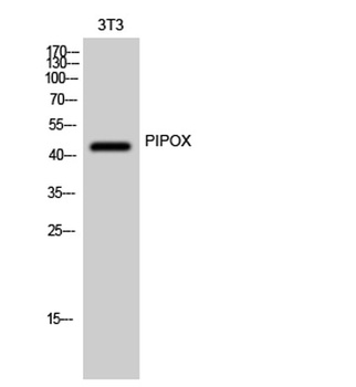 PIPOX rabbit pAb Antibody
