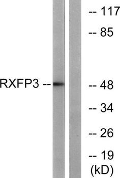 Relaxin Receptor 3 rabbit pAb Antibody