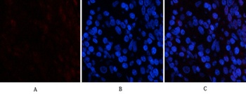 PDGF-B rabbit pAb Antibody