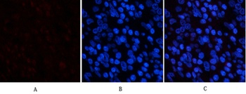 PDGF-B rabbit pAb Antibody
