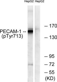 CD31 (phospho Tyr713) rabbit pAb