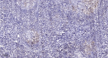 CD31 (phospho Tyr713) rabbit pAb