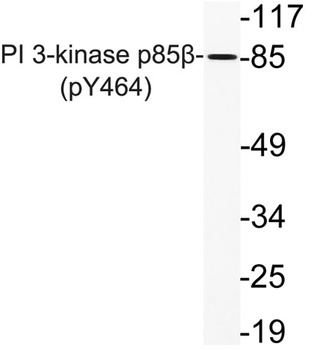 PI 3-kinase p85β (phospho Tyr464) rabbit pAb Antibody