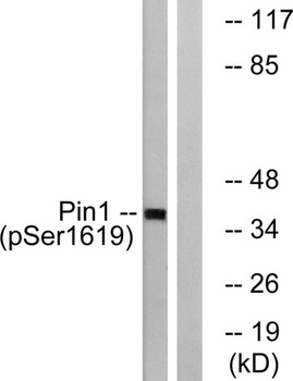 Pin1 (phospho Ser16) rabbit pAb Antibody