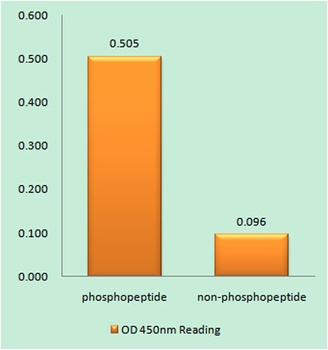 cPLA2 (phospho Ser505) rabbit pAb Antibody