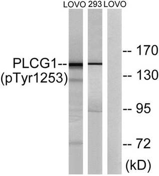 PLC γ1 (phospho Tyr1253) rabbit pAb Antibody