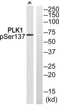 Plk1 (phospho Ser137) rabbit pAb Antibody