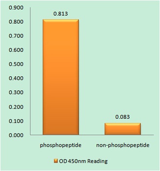 Plk1 (phospho Ser137) rabbit pAb Antibody