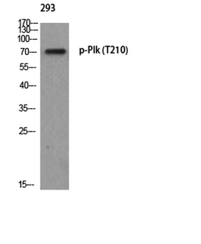 Plk (phospho Thr210) rabbit pAb Antibody