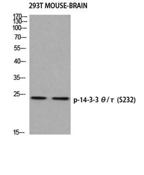14-3-3 θ/τ (phospho Ser232) rabbit pAb Antibody