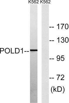 DNA pol δ cat rabbit pAb Antibody
