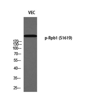 Rpb1 (phospho Ser1619) rabbit pAb Antibody