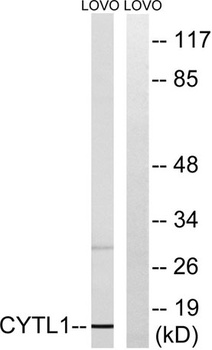 CYTL1 rabbit pAb Antibody