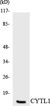 CYTL1 rabbit pAb Antibody