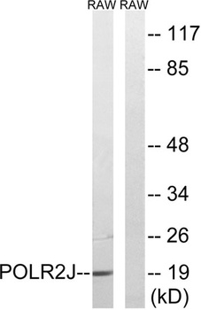 POLR2J1 rabbit pAb Antibody