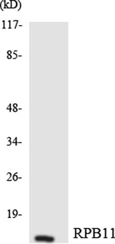 POLR2J1 rabbit pAb Antibody