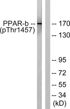 TRAP220 (phospho Thr1457) rabbit pAb Antibody