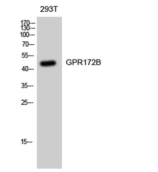 GPR172B rabbit pAb Antibody