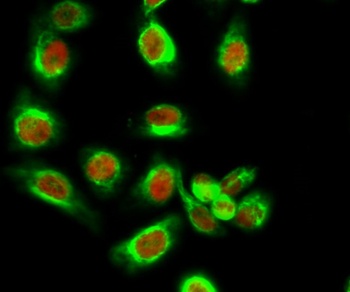 PP2A-Cα (phospho Tyr307) rabbit pAb Antibody