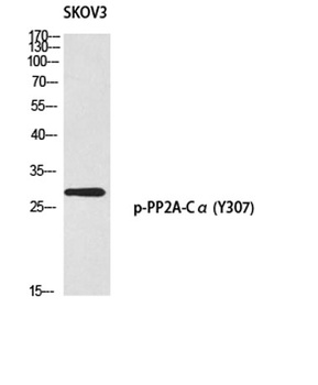 PP2A-Cα (phospho Tyr307) rabbit pAb Antibody