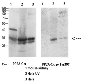 PP2A-Cα (phospho Tyr307) rabbit pAb Antibody