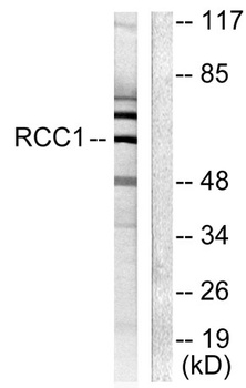 CLLD7 rabbit pAb Antibody