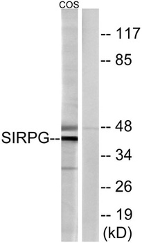 CD172g rabbit pAb Antibody