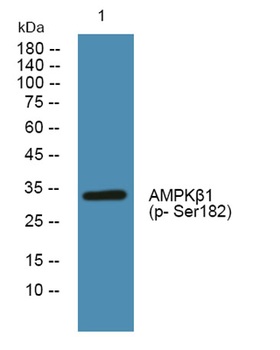 AMPKβ1 (phospho Ser182) rabbit pAb Antibody