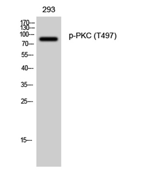 PKC (phospho Thr497) rabbit pAb Antibody