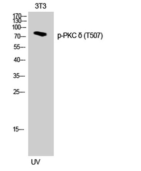 PKC δ (phospho Thr507) rabbit pAb Antibody