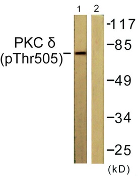 PKC δ (phospho Thr507) rabbit pAb Antibody