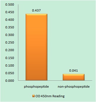 PKC δ (phospho Tyr52) rabbit pAb Antibody