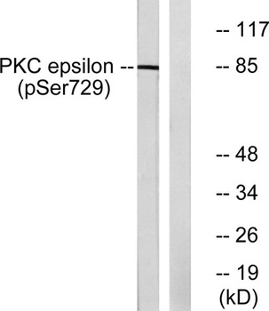 PKC ε (phospho Ser729) rabbit pAb Antibody