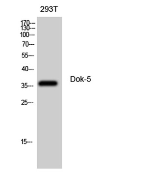 Dok-5 rabbit pAb Antibody