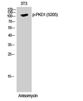 PKD1 (phospho Ser205) rabbit pAb Antibody