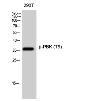PBK (phospho Thr9) rabbit pAb Antibody