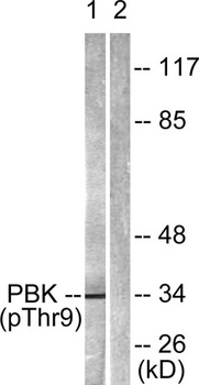 PBK (phospho Thr9) rabbit pAb Antibody