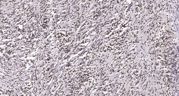 PBK (phospho Thr9) rabbit pAb Antibody