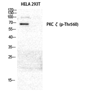 PKC ζ (phospho Thr560) rabbit pAb Antibody